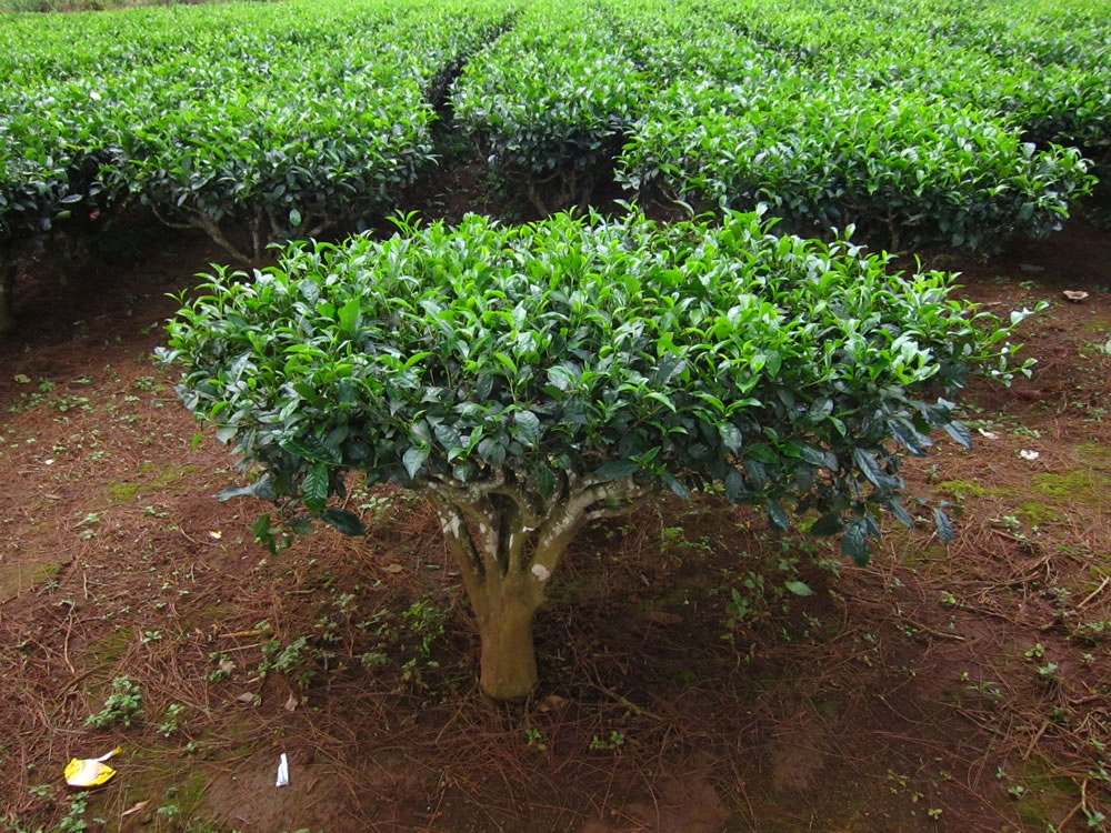 نبات الكاميليا الصينية التي يصنع بها الشاي الأخضر